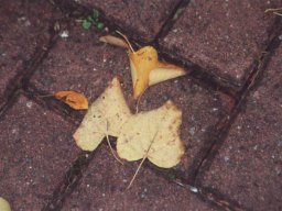 Lischeid im goldenen Oktober