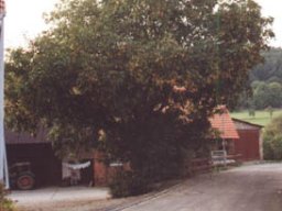 Lischeid im goldenen Oktober