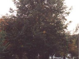 Lischeid im goldenen Oktober