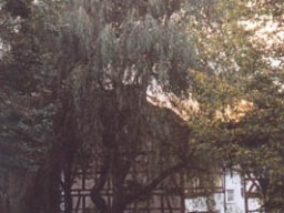 Lischeid im goldenen Oktober